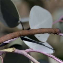 Arhodia lasiocamparia at Weetangera, ACT - 24 Apr 2020