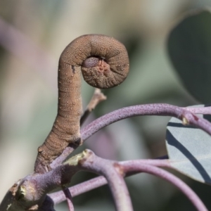 Arhodia lasiocamparia at Weetangera, ACT - 24 Apr 2020