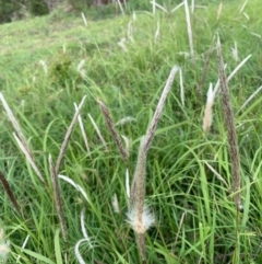 Imperata cylindrica (Blady Grass) at Black Range, NSW - 6 Apr 2020 by StephH