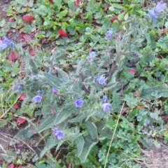 Echium vulgare (Vipers Bugloss) at Coree, ACT - 17 Apr 2020 by Sarah2019