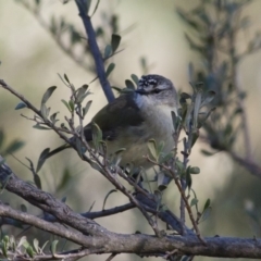 Acanthiza chrysorrhoa (Yellow-rumped Thornbill) at Illilanga & Baroona - 5 Oct 2010 by Illilanga