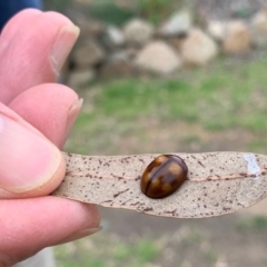 Chrysomelidae sp. (family) (Unidentified Leaf Beetle) at Black Range, NSW - 26 Apr 2020 by Steph H