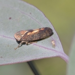 Brunotartessus fulvus (Yellow-headed Leafhopper) at The Pinnacle - 24 Apr 2020 by AlisonMilton