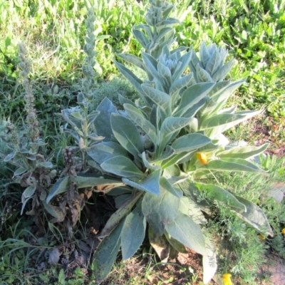 Verbascum thapsus subsp. thapsus (Great Mullein, Aaron's Rod) at Stromlo, ACT - 18 Apr 2020 by Sarah2019