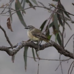 Acanthiza chrysorrhoa (Yellow-rumped Thornbill) at Illilanga & Baroona - 27 Nov 2011 by Illilanga