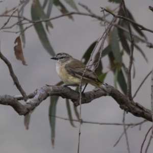 Acanthiza chrysorrhoa at Michelago, NSW - 27 Nov 2011 11:14 AM