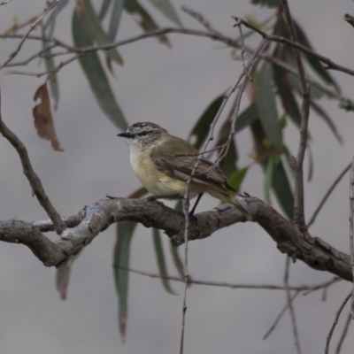 Acanthiza chrysorrhoa (Yellow-rumped Thornbill) at Illilanga & Baroona - 27 Nov 2011 by Illilanga