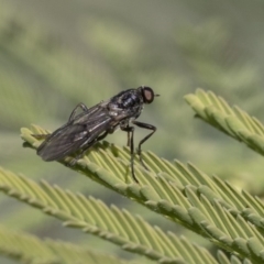 Unidentified True fly (Diptera) at Dunlop, ACT - 24 Apr 2020 by AlisonMilton