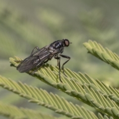 Unverified True fly (Diptera) at Dunlop, ACT - 24 Apr 2020 by AlisonMilton