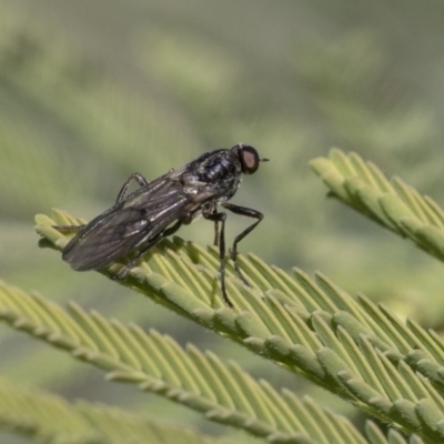 Unverified True fly (Diptera) at Dunlop, ACT - 24 Apr 2020 by AlisonMilton