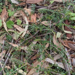 Bossiaea buxifolia at Dunlop, ACT - 25 Apr 2020