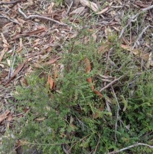 Bossiaea buxifolia at Dunlop, ACT - 25 Apr 2020
