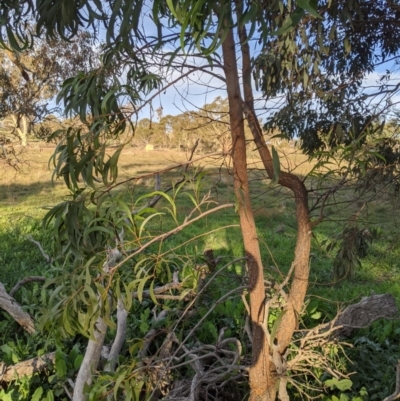 Acacia implexa (Hickory Wattle, Lightwood) at The Pinnacle - 26 Apr 2020 by MattM