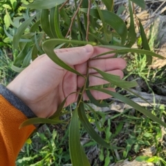 Acacia implexa at Dunlop, ACT - 26 Apr 2020