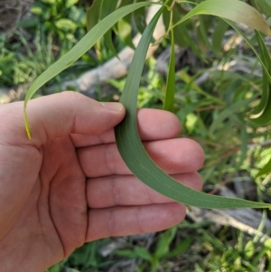 Acacia implexa at Dunlop, ACT - 26 Apr 2020