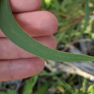 Acacia implexa at Dunlop, ACT - 26 Apr 2020