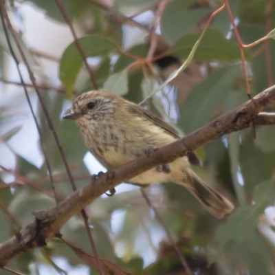 Acanthiza lineata (Striated Thornbill) at Illilanga & Baroona - 22 Jan 2012 by Illilanga