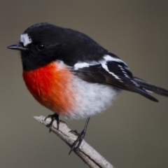 Petroica boodang (Scarlet Robin) at Michelago, NSW - 11 Jun 2012 by Illilanga