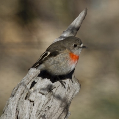 Petroica boodang (Scarlet Robin) at Illilanga & Baroona - 16 Jun 2013 by Illilanga