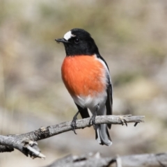 Petroica boodang (Scarlet Robin) at Michelago, NSW - 17 Jun 2019 by Illilanga