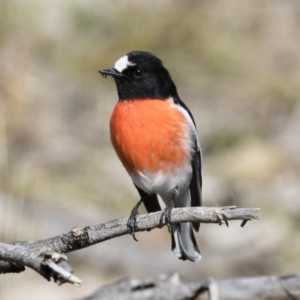 Petroica boodang at Michelago, NSW - 17 Jun 2019