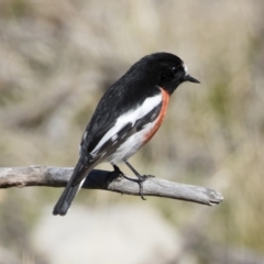 Petroica boodang at Michelago, NSW - 17 Jun 2019