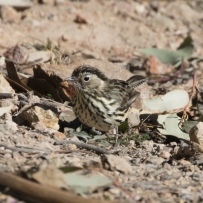 Pyrrholaemus sagittatus (Speckled Warbler) at Illilanga & Baroona - 2 Aug 2019 by Illilanga