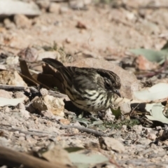 Pyrrholaemus sagittatus at Michelago, NSW - 2 Aug 2019 11:55 AM