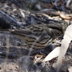 Pyrrholaemus sagittatus at Michelago, NSW - 2 Aug 2019 11:55 AM