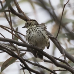 Pyrrholaemus sagittatus (Speckled Warbler) at Michelago, NSW - 4 Nov 2019 by Illilanga
