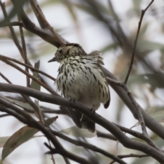 Pyrrholaemus sagittatus (Speckled Warbler) at Illilanga & Baroona - 3 Nov 2019 by Illilanga