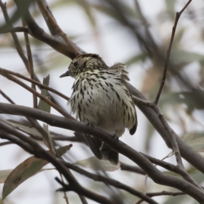 Pyrrholaemus sagittatus (Speckled Warbler) at Michelago, NSW - 4 Nov 2019 by Illilanga