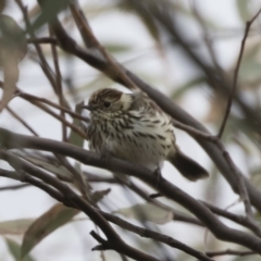 Pyrrholaemus sagittatus at Michelago, NSW - 4 Nov 2019