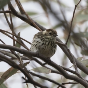 Pyrrholaemus sagittatus at Michelago, NSW - 4 Nov 2019