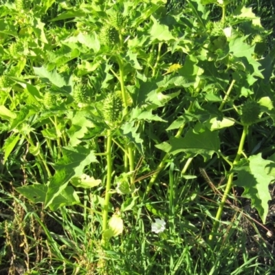 Datura stramonium (Common Thornapple) at Uriarra Recreation Reserve - 17 Apr 2020 by Sarah2019