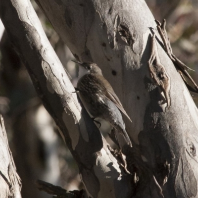 Cormobates leucophaea (White-throated Treecreeper) at Illilanga & Baroona - 22 Aug 2011 by Illilanga