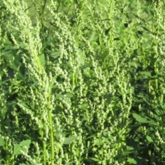 Chenopodium album (Fat Hen) at Coree, ACT - 18 Apr 2020 by Sarah2019