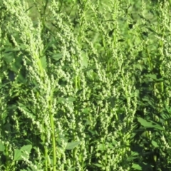 Chenopodium album (Fat Hen) at Stony Creek - 17 Apr 2020 by Sarah2019