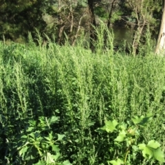 Chenopodium album at Coree, ACT - 18 Apr 2020 09:15 AM