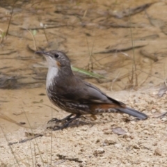 Cormobates leucophaea (White-throated Treecreeper) at Michelago, NSW - 15 Jan 2012 by Illilanga