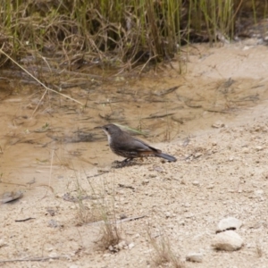 Cormobates leucophaea at Michelago, NSW - 15 Jan 2012