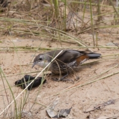 Cormobates leucophaea at Michelago, NSW - 15 Jan 2012