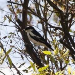 Lalage tricolor (White-winged Triller) at Illilanga & Baroona - 20 Dec 2010 by Illilanga