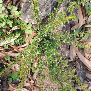 Bursaria spinosa subsp. lasiophylla at Wyndham, NSW - 16 Apr 2020