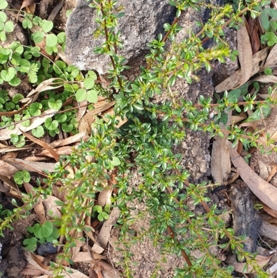 Bursaria spinosa subsp. lasiophylla (Australian Blackthorn) at Wyndham, NSW - 16 Apr 2020 by JoyGeorgeson
