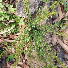 Bursaria spinosa subsp. lasiophylla (Australian Blackthorn) at Wyndham, NSW - 16 Apr 2020 by Volplana