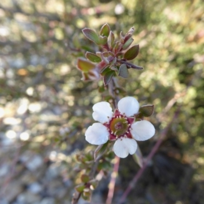 Gaudium multicaule (Teatree) at Rugosa - 26 Apr 2020 by SenexRugosus