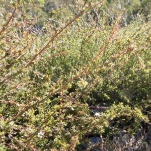 Gaudium multicaule at Yass River, NSW - 26 Apr 2020