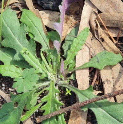 Senecio prenanthoides (Common Forest Fireweed) at Rocky Hall, NSW - 16 Apr 2020 by JoyGeorgeson