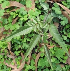 Pandorea pandorana (Wonga Wonga Vine) at Rocky Hall, NSW - 16 Apr 2020 by JoyGeorgeson